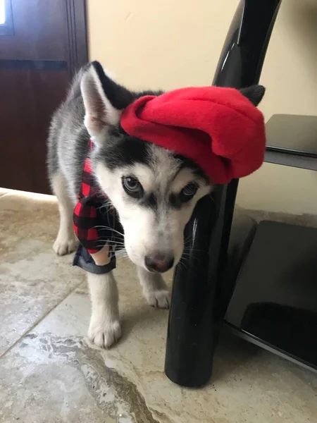 Bellissimo Cane Siberiano Huzky Nella Sua Casa — Foto Stock