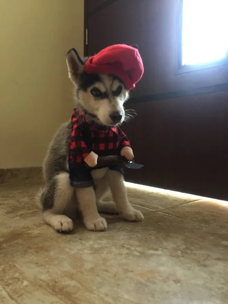 Belo Cão Huzky Siberiano Sua Casa — Fotografia de Stock