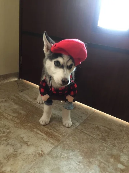 Belo Cão Huzky Siberiano Sua Casa — Fotografia de Stock