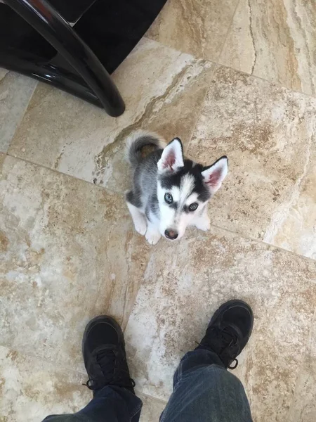 Belo Cão Huzky Siberiano Sua Casa — Fotografia de Stock