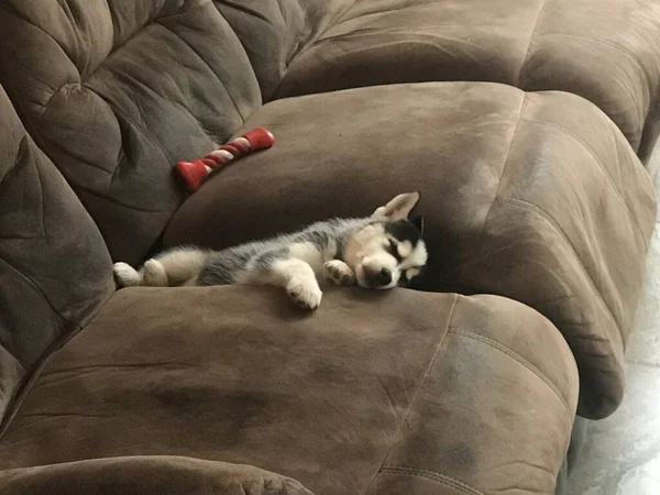 Hermoso Perro Huzky Siberiano Casa — Foto de Stock