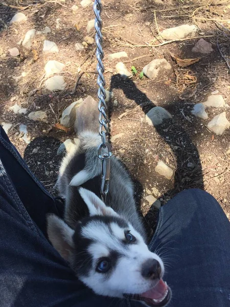 Vacker Sibirisk Huzky Hund Sitt Hem — Stockfoto