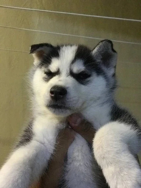 Belo Cão Huzky Siberiano Sua Casa — Fotografia de Stock