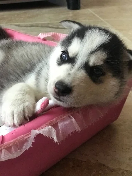 Mooie Siberische Huzky Hond Zijn Huis — Stockfoto