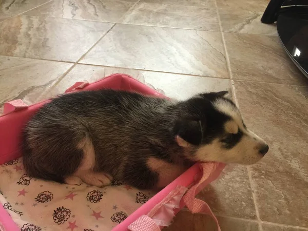 Mooie Siberische Huzky Hond Zijn Huis — Stockfoto