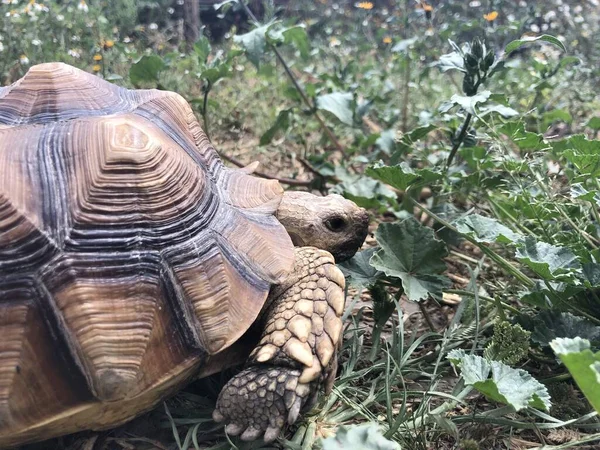 Smuk Sulcata Skildpadde Fra Afrika - Stock-foto