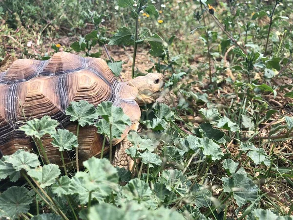 Afrika Dan Güzel Sulcata Kaplumbağası — Stok fotoğraf