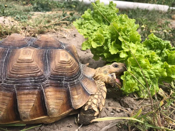 Prachtige Sulcata Schildpad Uit Afrika — Stockfoto