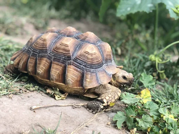 Prachtige Sulcata Schildpad Uit Afrika — Stockfoto