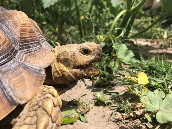 Hermosa Tortuga Sulcata África —  Fotos de Stock