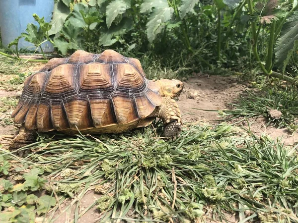 Hermosa Tortuga Sulcata África —  Fotos de Stock