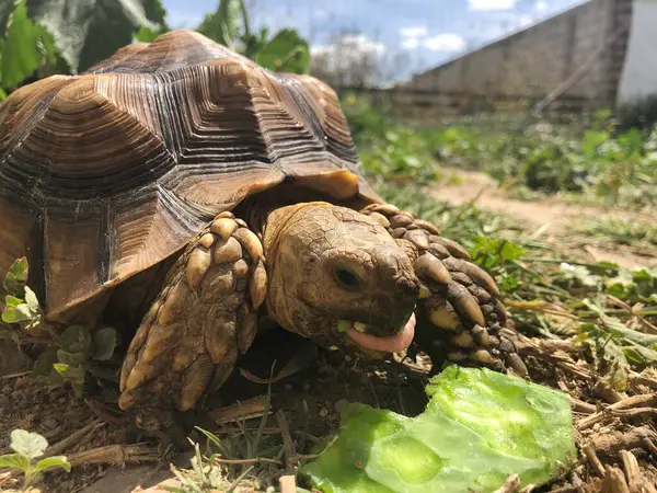 Belle Tortue Sulcata Afrique — Photo