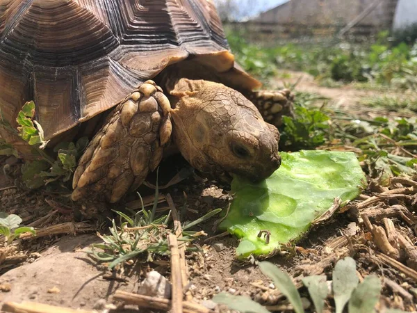 Afrika 'dan güzel sulcata kaplumbağası.