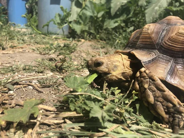 Afrika 'dan güzel sulcata kaplumbağası.