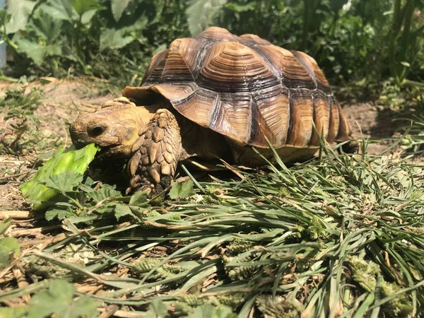 Hermosa Tortuga Sulcata África —  Fotos de Stock