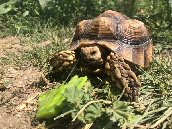 Smuk Sulcata Skildpadde Fra Afrika - Stock-foto