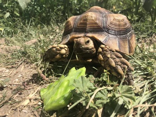 Afrika 'dan güzel sulcata kaplumbağası.