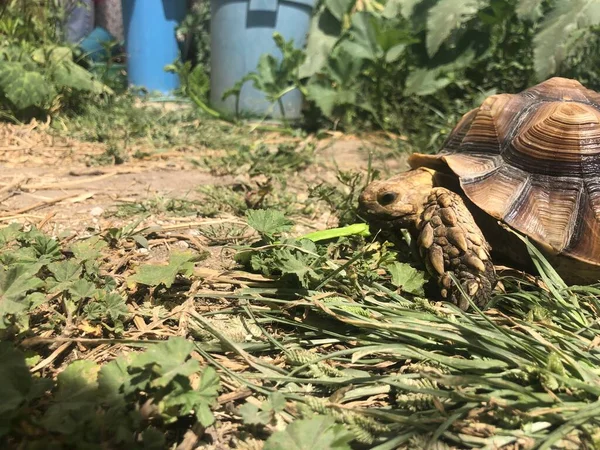 Afrika Dan Güzel Sulcata Kaplumbağası — Stok fotoğraf