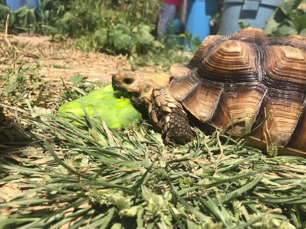 Belle Tortue Sulcata Afrique — Photo