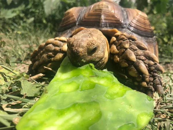 Afrika 'dan güzel sulcata kaplumbağası.