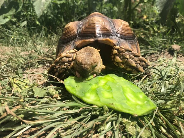 Prachtige Sulcata Schildpad Uit Afrika — Stockfoto