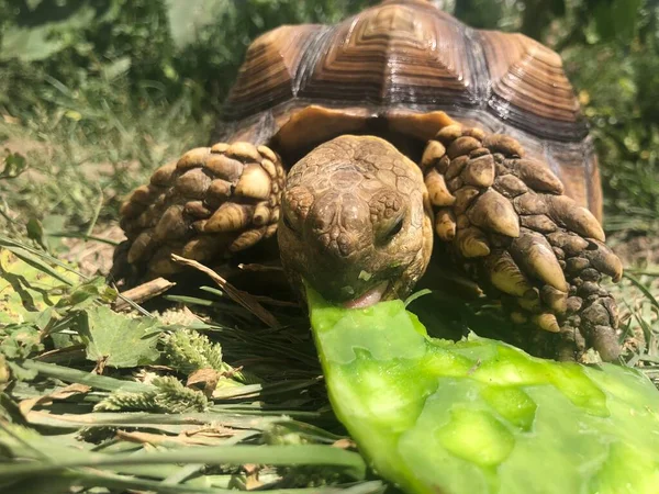 Afrika 'dan güzel sulcata kaplumbağası.
