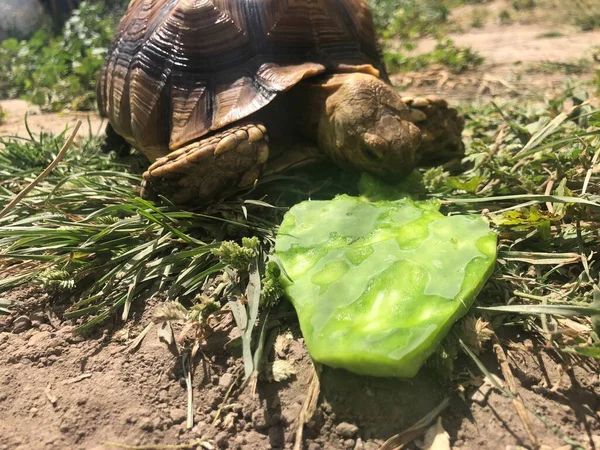 Smuk Sulcata Skildpadde Fra Afrika - Stock-foto