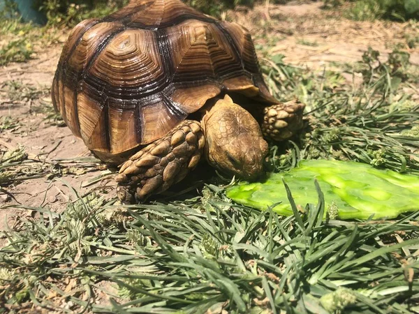 Vacker Sulcata Sköldpadda Från Afrika — Stockfoto