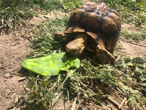 Smuk Sulcata Skildpadde Fra Afrika - Stock-foto