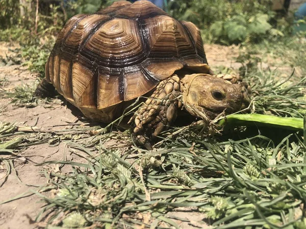 Smuk Sulcata Skildpadde Fra Afrika - Stock-foto