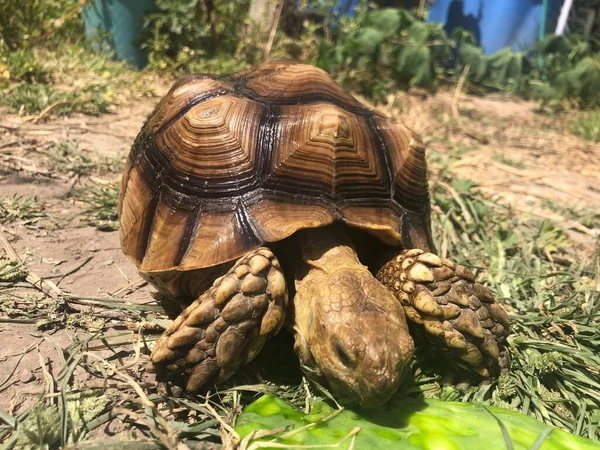 Vacker Sulcata Sköldpadda Från Afrika — Stockfoto