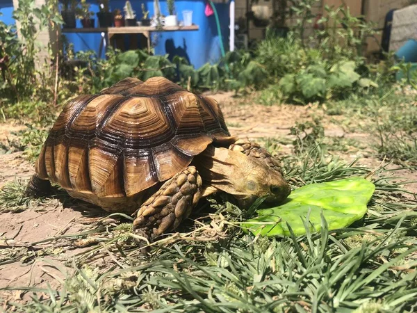 Hermosa Tortuga Sulcata África —  Fotos de Stock