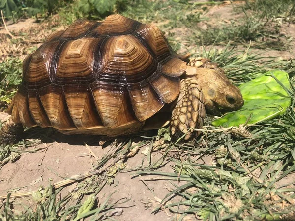 Prachtige Sulcata Schildpad Uit Afrika — Stockfoto