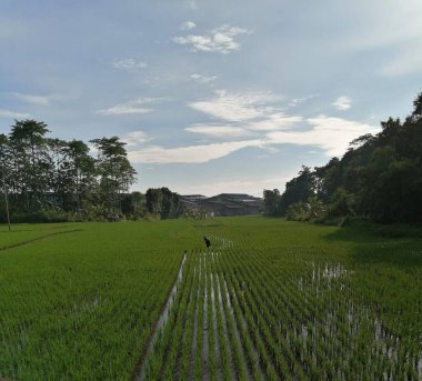 yeşil alan ve yaz aylarında mavi gökyüzü