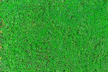 Yeşil Roundleaf bindweed (Bai Tang Rian), yeryüzündeki doğal arka plan olarak kullanılan bir dağcı bitkisidir..