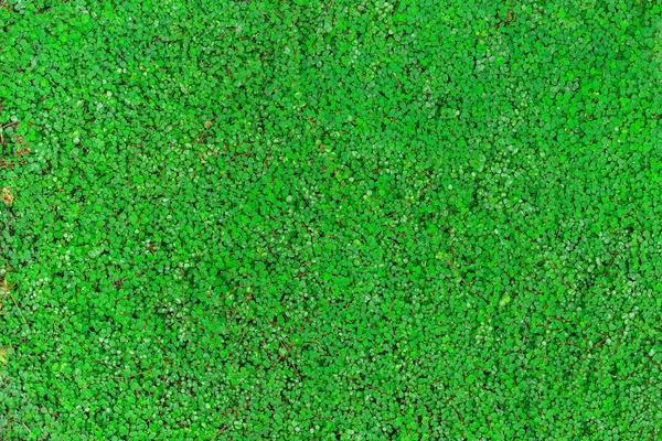 Yeşil Roundleaf bindweed (Bai Tang Rian), yeryüzündeki doğal arka plan olarak kullanılan bir dağcı bitkisidir..