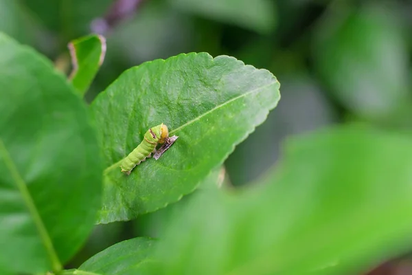 Closeup Fat Green Caterpillar Climbing Green Lemon Leaf Its Eating — Stock Photo, Image