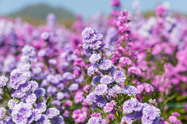 Close Pink Cosmos Flowers Garden Which Symbol Peaceful Love Japan — Stock Photo, Image