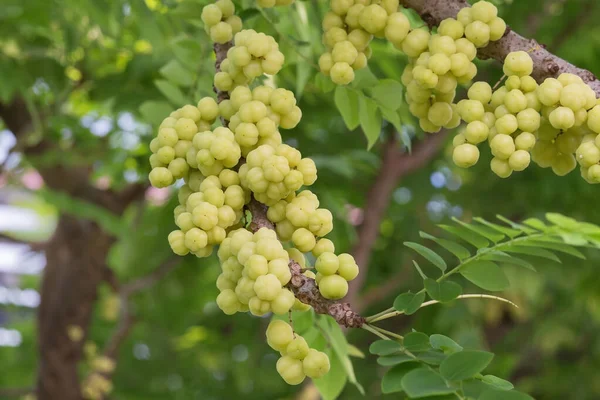 山莓是一种多年生植物 小果味甜甜的 酸涩的果味成熟后变得柔和 在果实从树上掉下来之前 就可以收获了 原产于南亚和热带美洲 — 图库照片