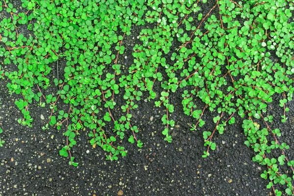 Green Roundleaf Bindweed Bai Tang Rian Roślina Alpinistyczna Ziemi Stosowana — Zdjęcie stockowe