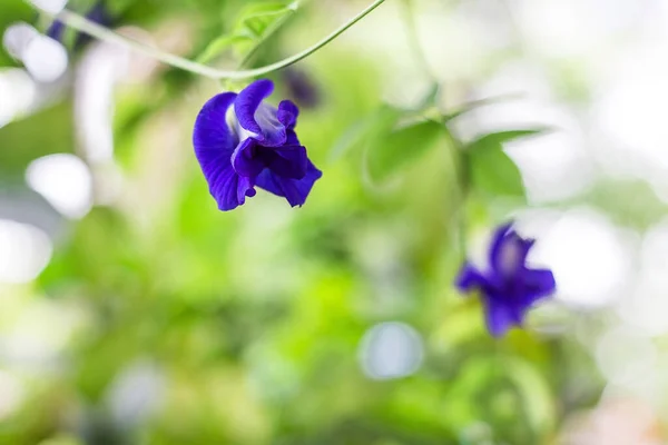Butterfly Pea Flowers Naturally Beautiful Blue Purple Flowers Can Used —  Fotos de Stock