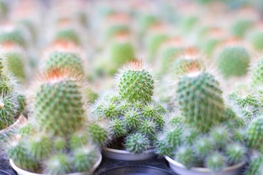Small cactus in small pots with thorns. They have many shapes and sizes. Its a beautiful green natural theme