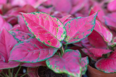 Aglaonema Super Red tree. The views beautiful pink leaves pattern was used for design creative interior or exterior garden of Thailand and background abstract