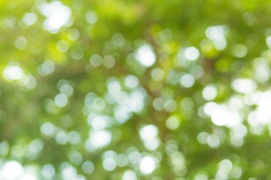 Yeşil bokeh, doğa ışığının odak arkaplanından çıktı. yeşil bokeh arkaplan, yeşil bokeh, yeşil bokeh soyut.