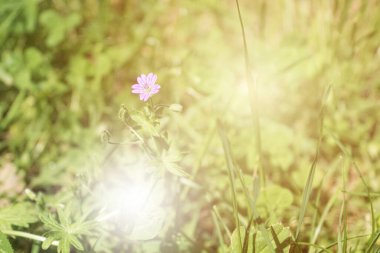 Bahar çayırında taze ve taze yeşil çimenler. Güneş parlıyor ve ışıldıyor. Arkaplan