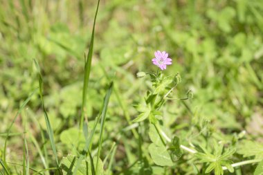 Bahar çayırında taze ve taze yeşil çimenler. Güneş parlıyor ve ışıldıyor. Arkaplan