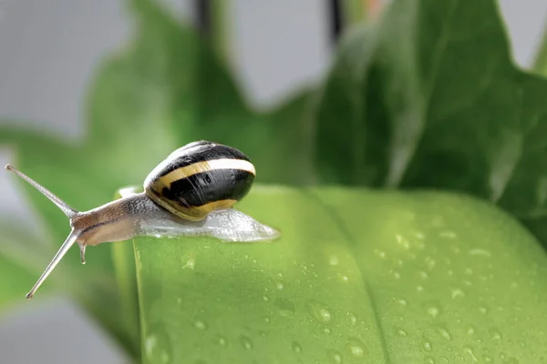 緑の葉の上に美しいカタツムリ 雨の後 葉の上にカタツムリが座っている — ストック写真