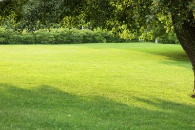 Şehir parkındaki güzel yeşil çim manzarası. Arka plan olarak çim alanı manzarası ve kamu parkının yeşil ortamı