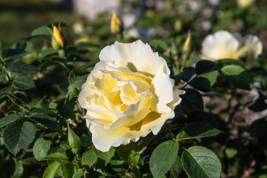 Bahar bahçesinde güzel sarı bir gül. Gülün üzerindeki bir gül damlası. Kopya alanı olan bir arkaplan. Sarı bahçe bir çalılıkta yükseldi.