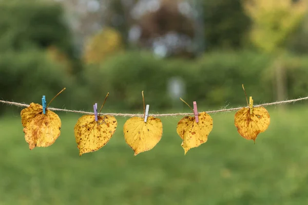 Yellow Autumn Leaves Hung Rope Leaves Hanging Rope Natural Background — Foto Stock